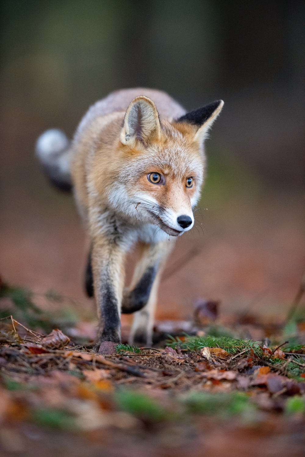 liška obecná (Vulpes vulpes) Red fox