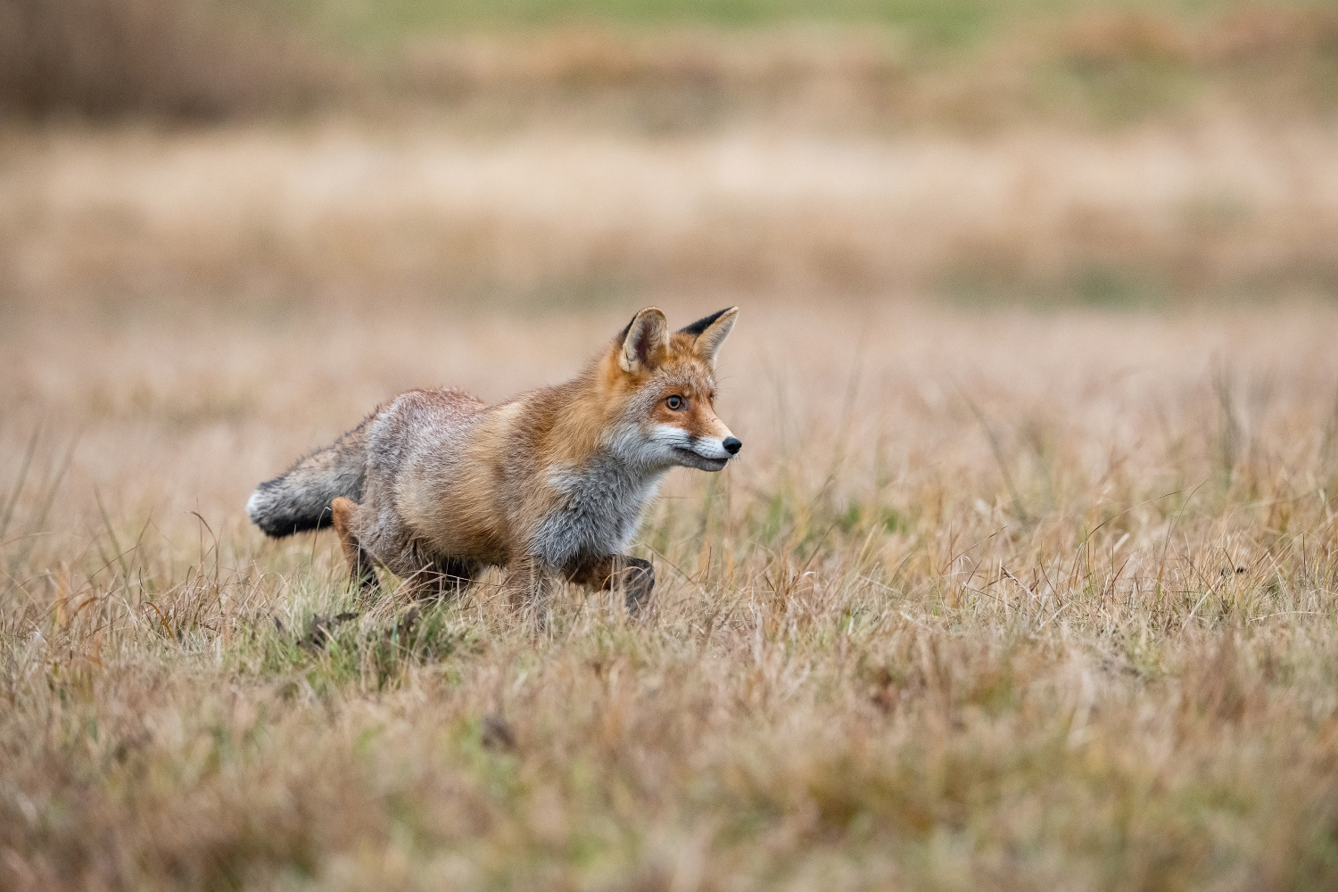 liška obecná (Vulpes vulpes) Red fox