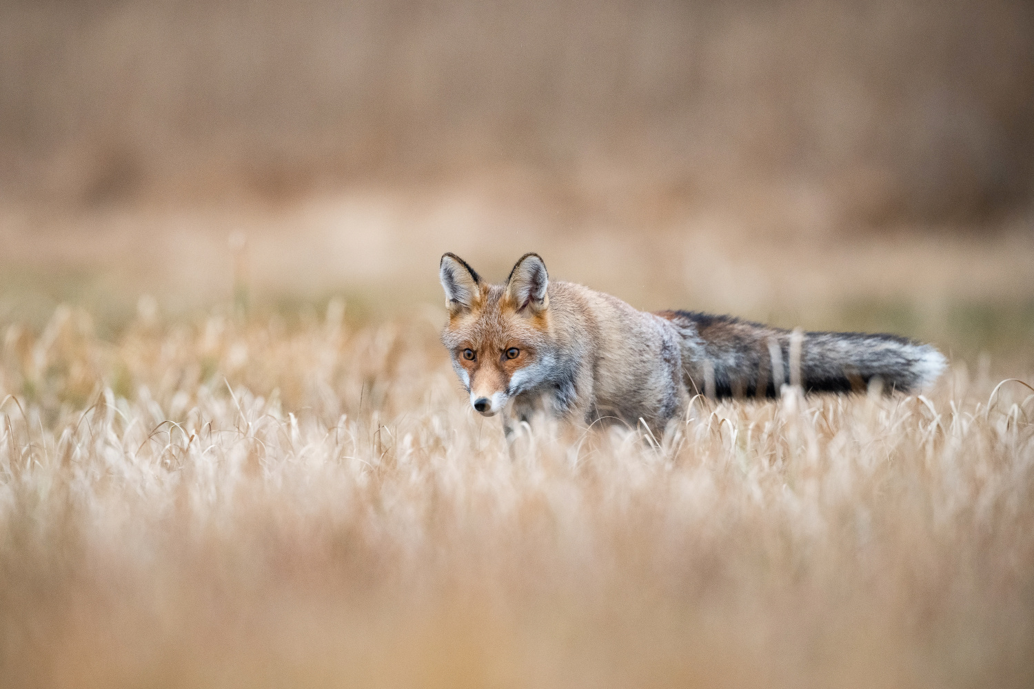 liška obecná (Vulpes vulpes) Red fox