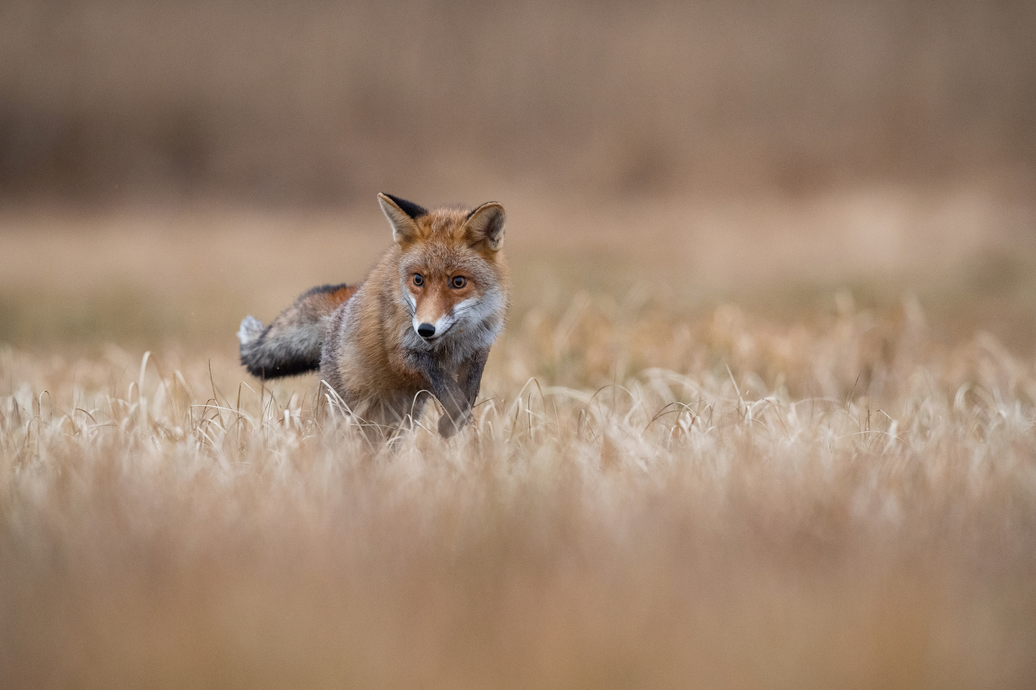 liška obecná (Vulpes vulpes) Red fox