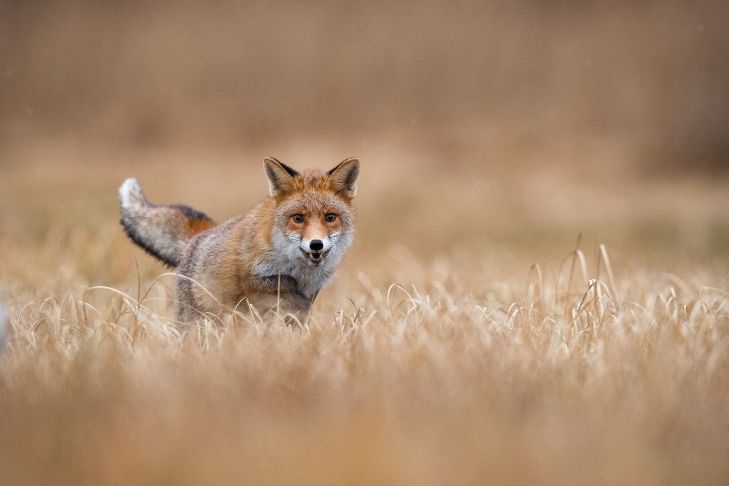 liška obecná (Vulpes vulpes) Red fox