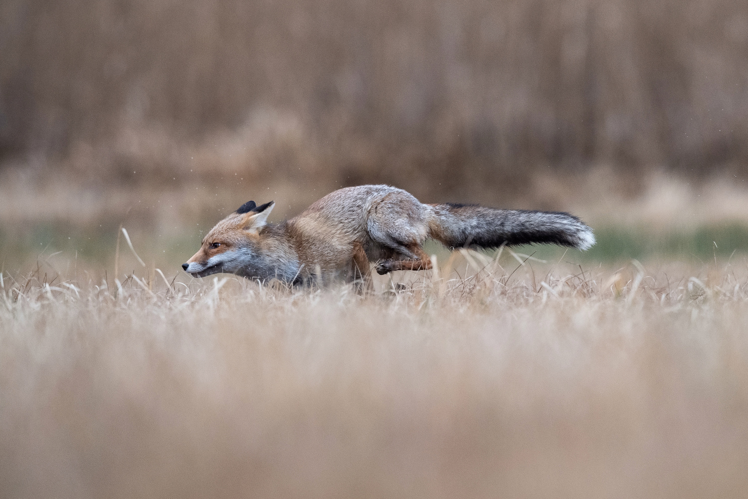 liška obecná (Vulpes vulpes) Red fox