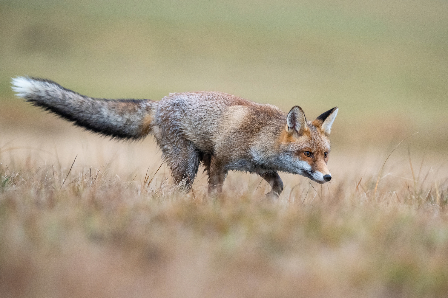 liška obecná (Vulpes vulpes) Red fox