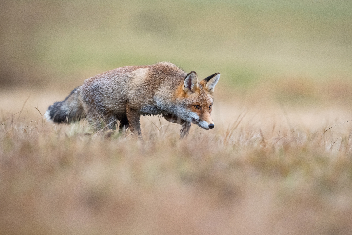 liška obecná (Vulpes vulpes) Red fox