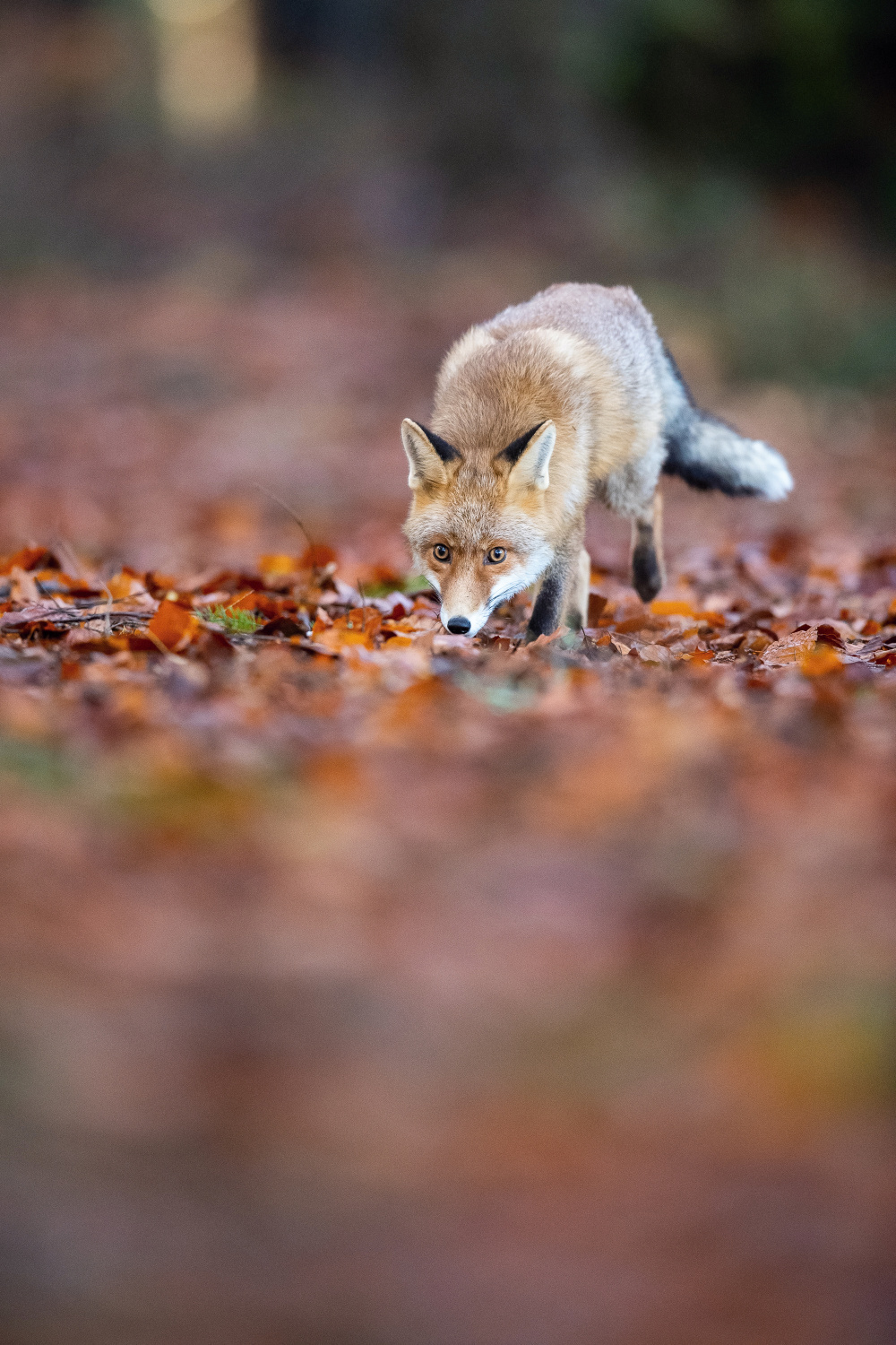 liška obecná (Vulpes vulpes) Red fox