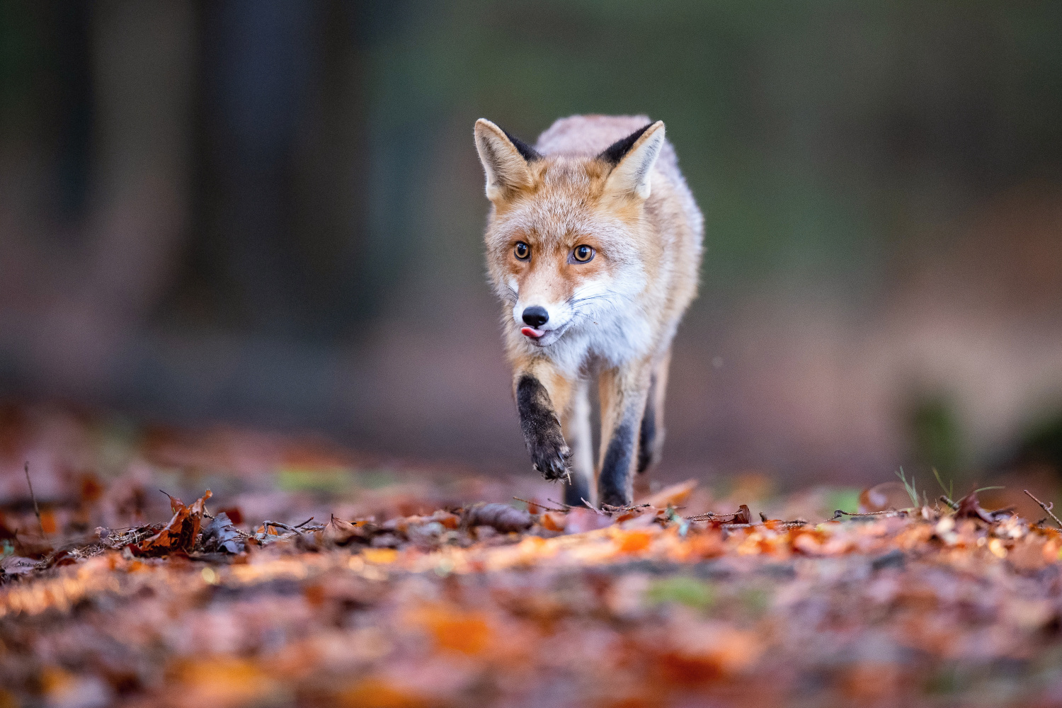 liška obecná (Vulpes vulpes) Red fox