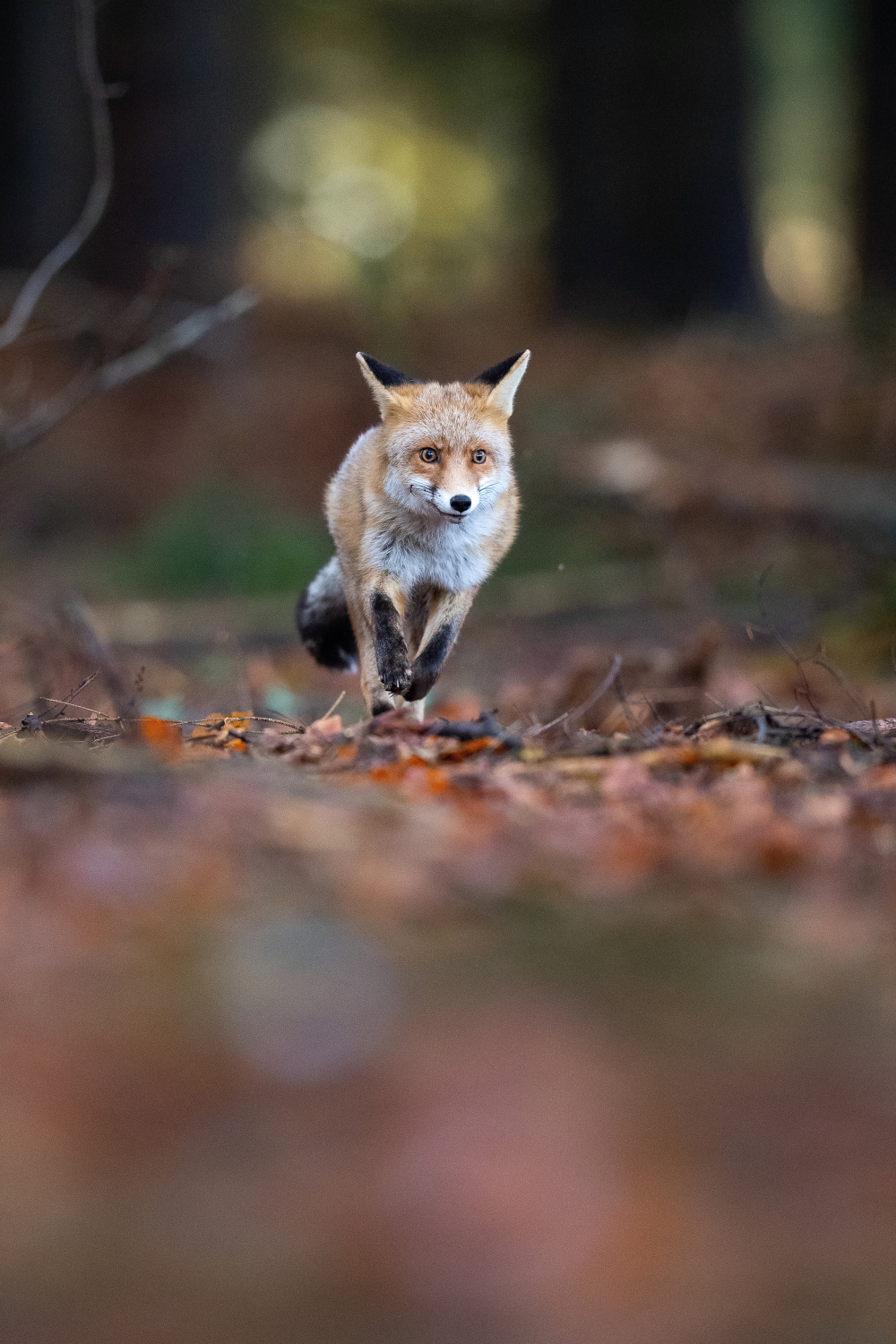 liška obecná (Vulpes vulpes) Red fox