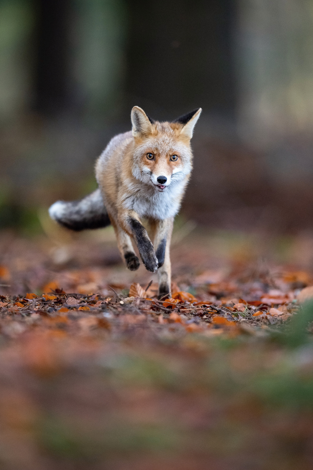 liška obecná (Vulpes vulpes) Red fox