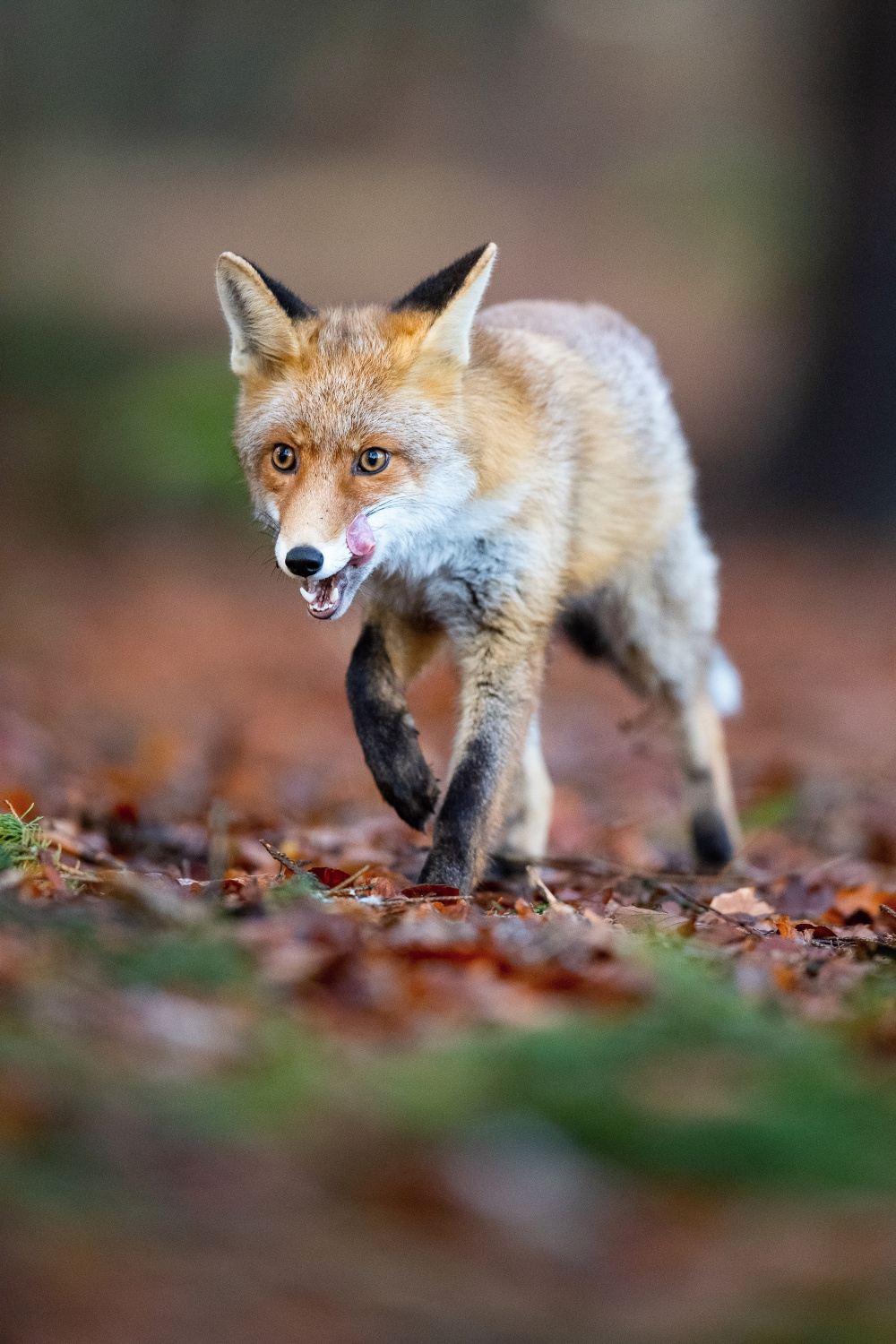 liška obecná (Vulpes vulpes) Red fox