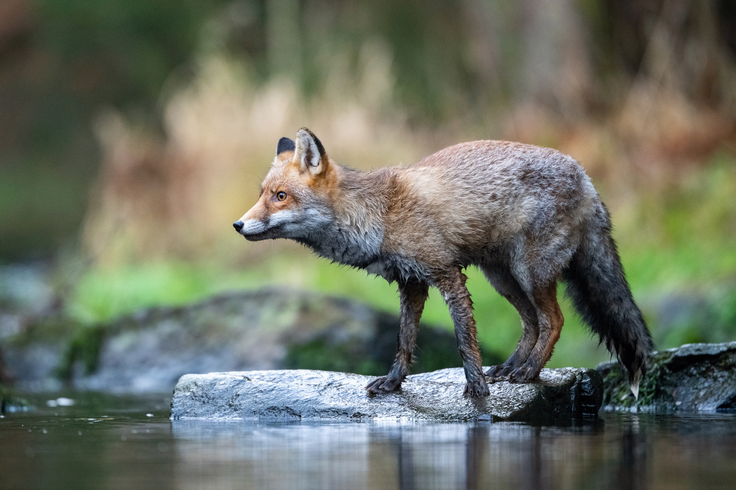 liška obecná (Vulpes vulpes) Red fox