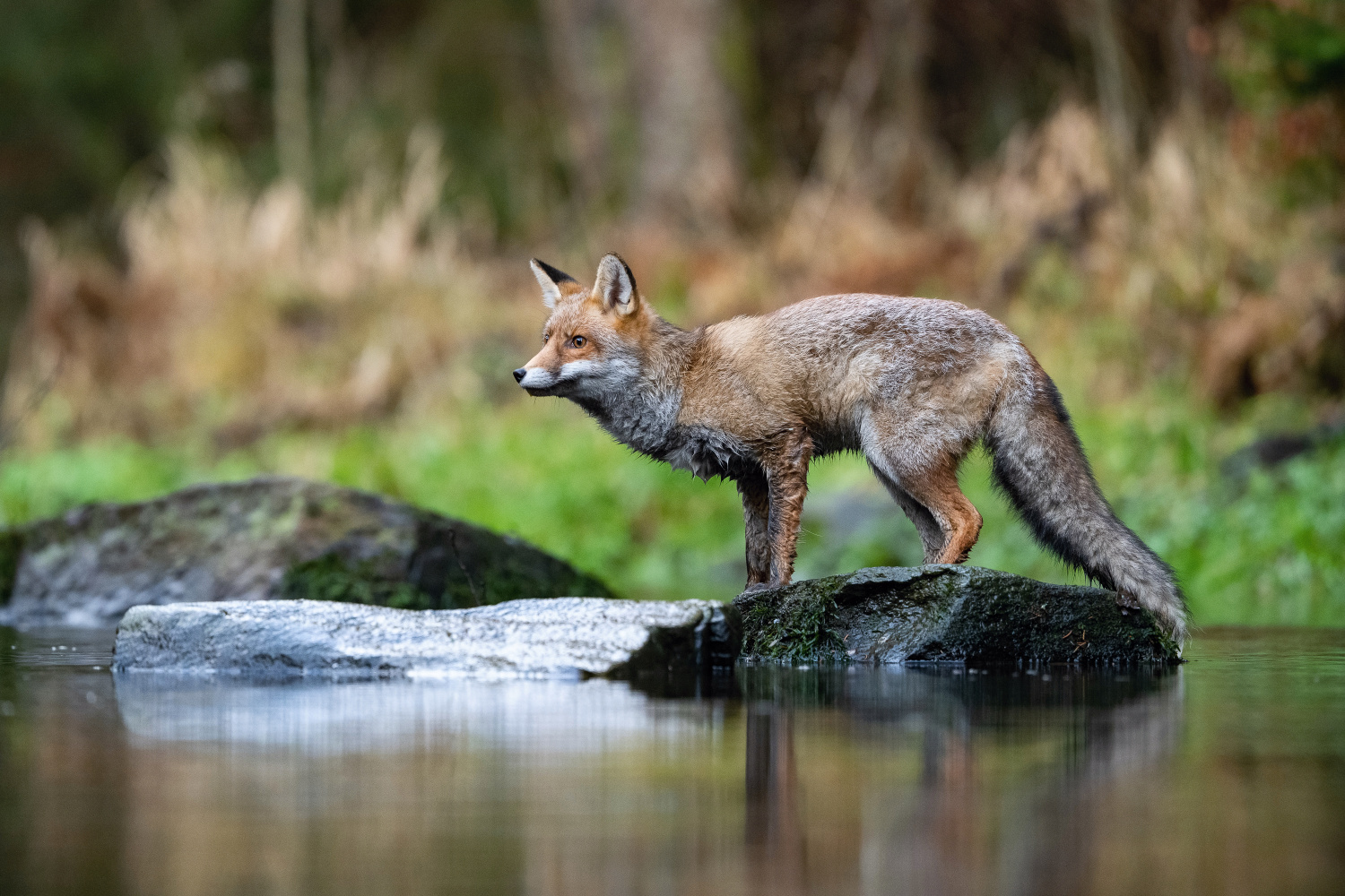 liška obecná (Vulpes vulpes) Red fox