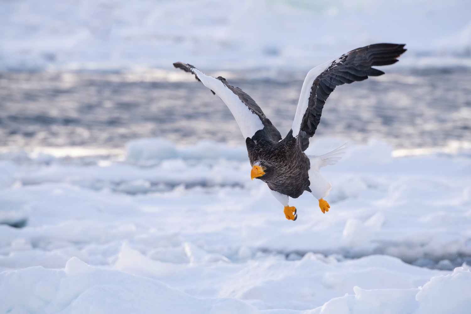 orel východní (Haliaeetus pelagicus) Steller´s sea eagle