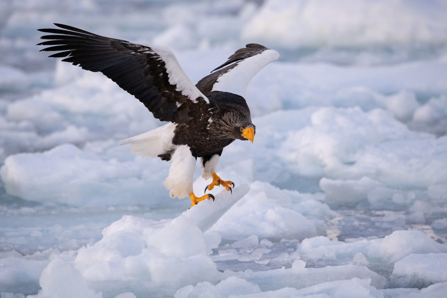 orel východní (Haliaeetus pelagicus) Steller´s sea eagle