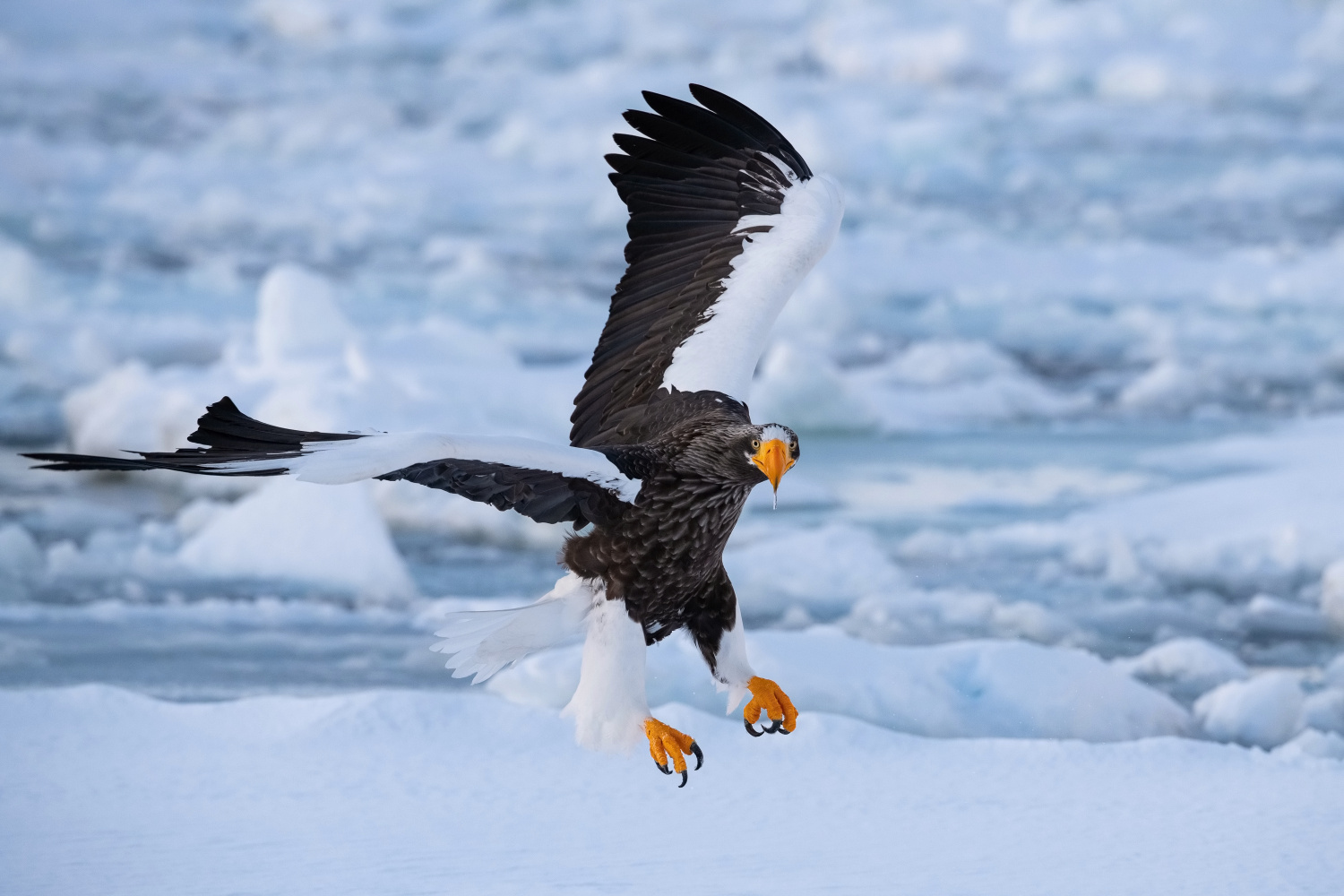 orel východní (Haliaeetus pelagicus) Steller´s sea eagle