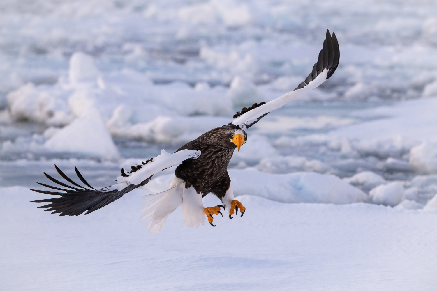 orel východní (Haliaeetus pelagicus) Steller´s sea eagle