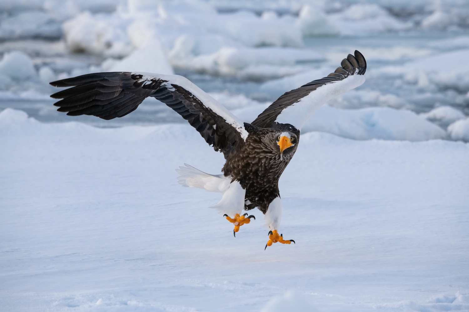 orel východní (Haliaeetus pelagicus) Steller´s sea eagle