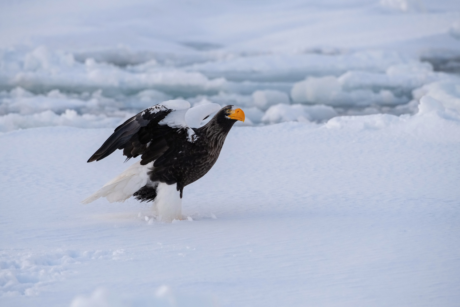 orel východní (Haliaeetus pelagicus) Steller´s sea eagle