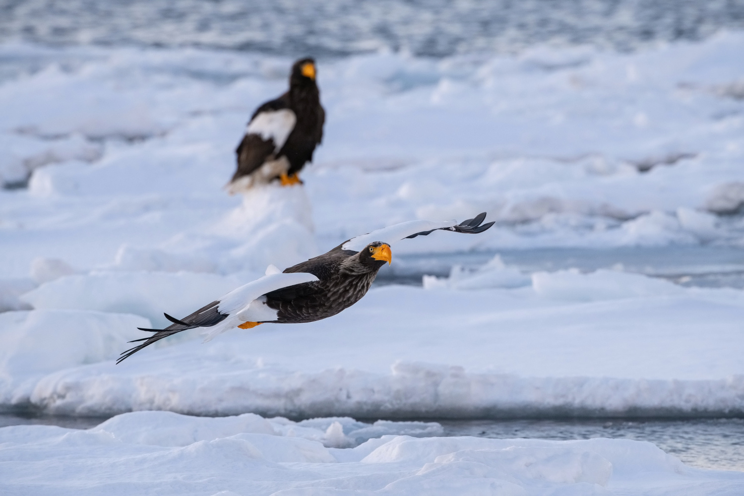 orel východní (Haliaeetus pelagicus) Steller´s sea eagle