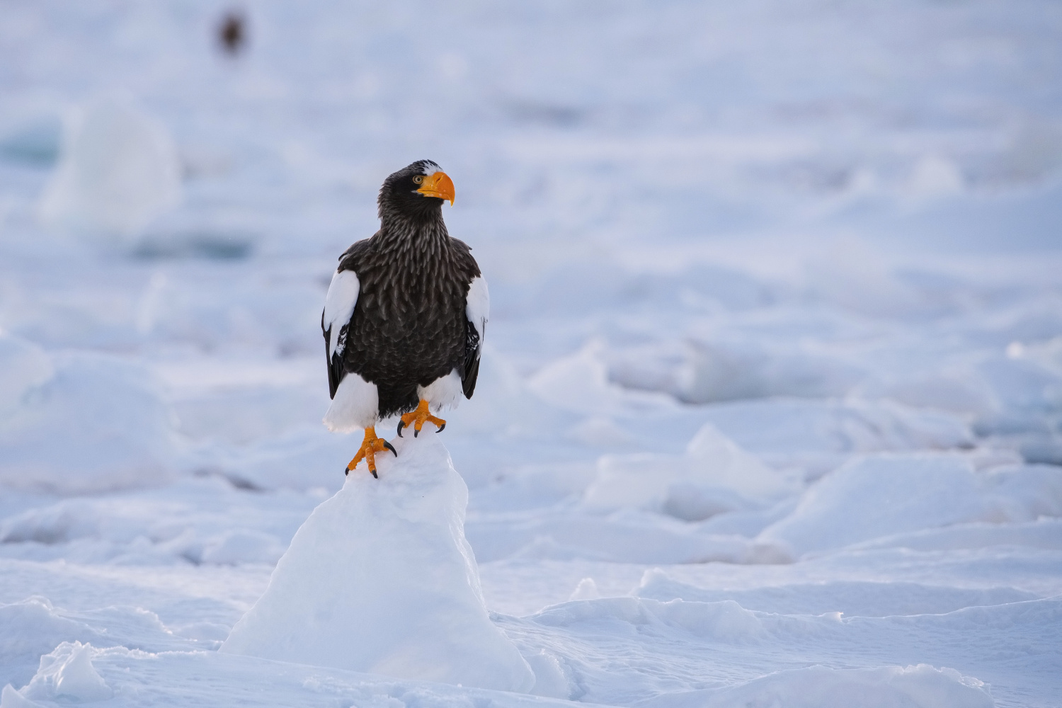 orel východní (Haliaeetus pelagicus) Steller´s sea eagle