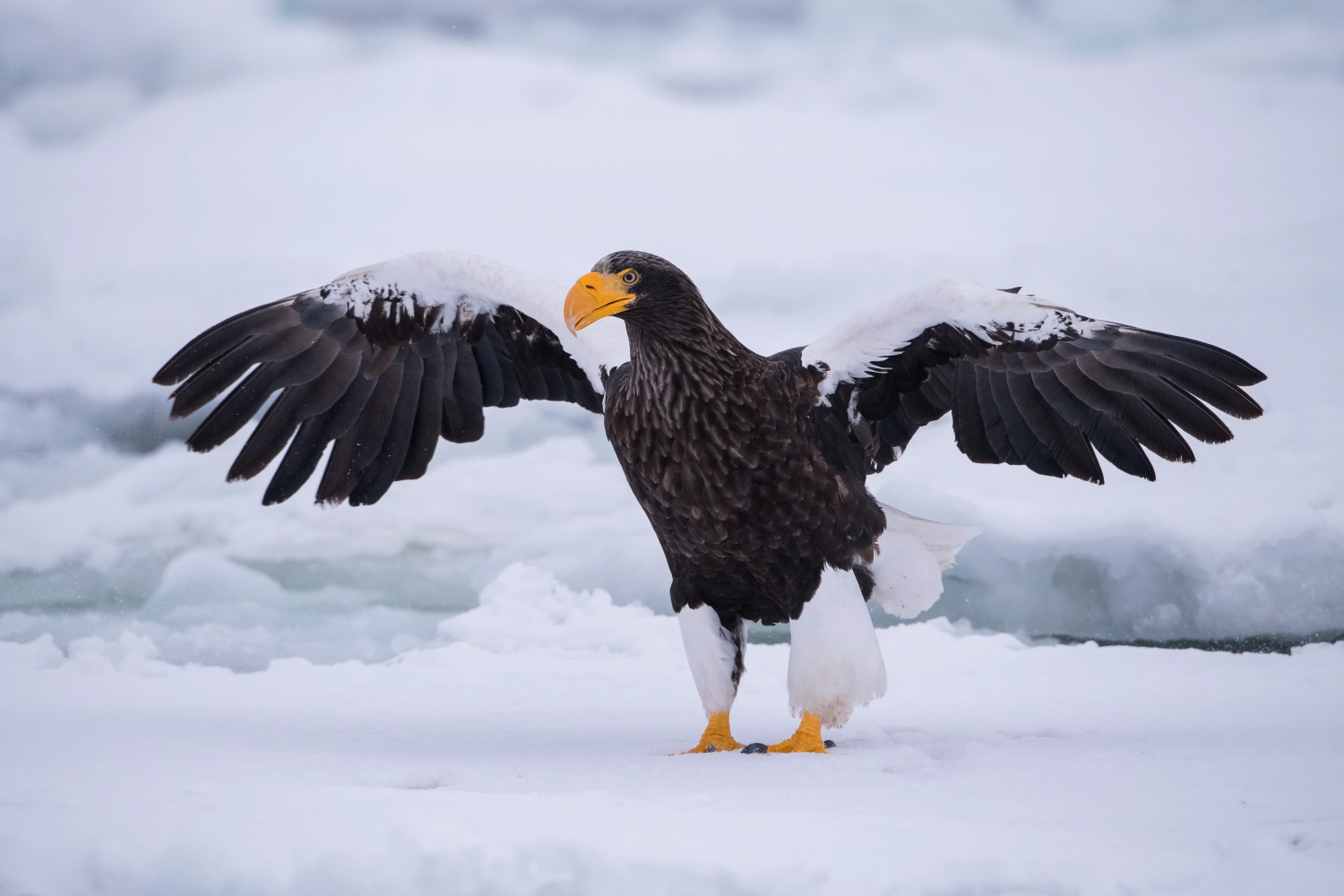 orel východní (Haliaeetus pelagicus) Steller´s sea eagle