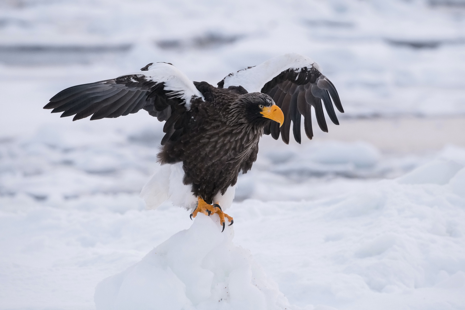 orel východní (Haliaeetus pelagicus) Steller´s sea eagle