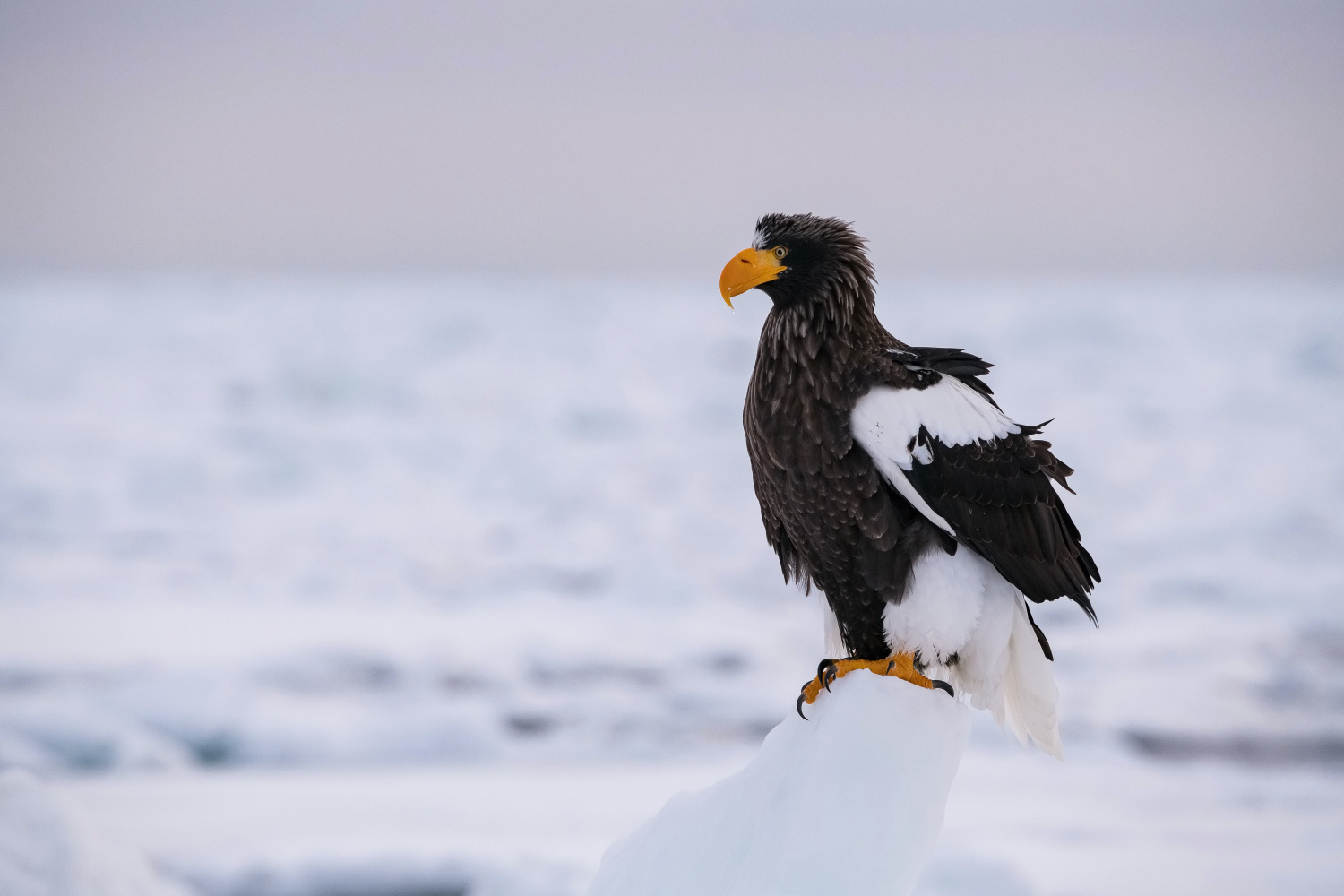 orel východní (Haliaeetus pelagicus) Steller´s sea eagle