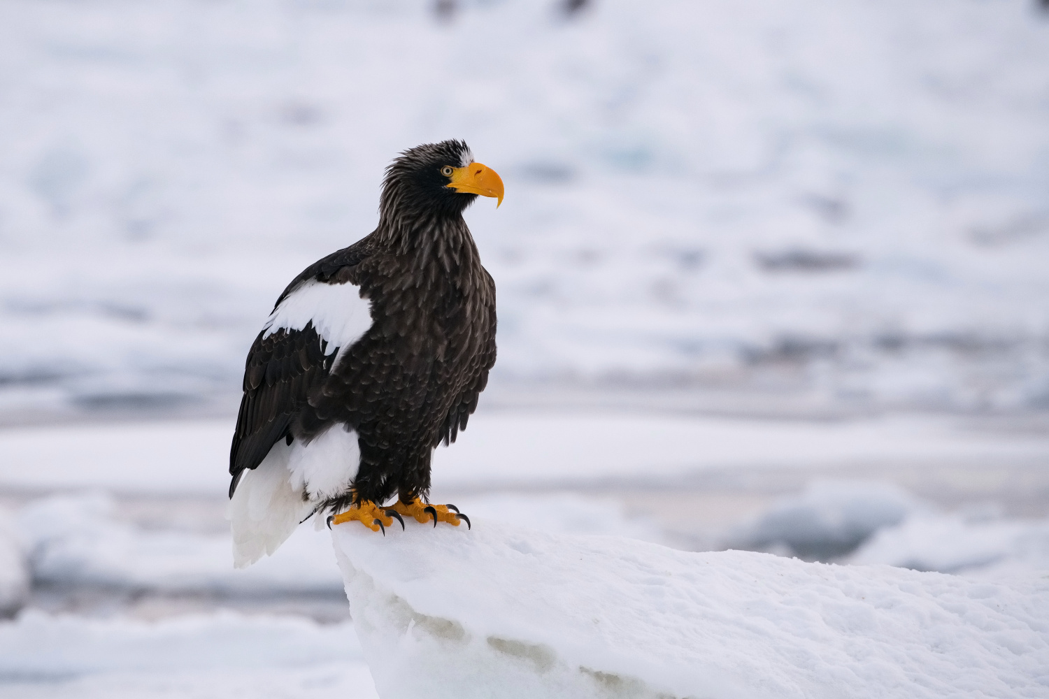 orel východní (Haliaeetus pelagicus) Steller´s sea eagle