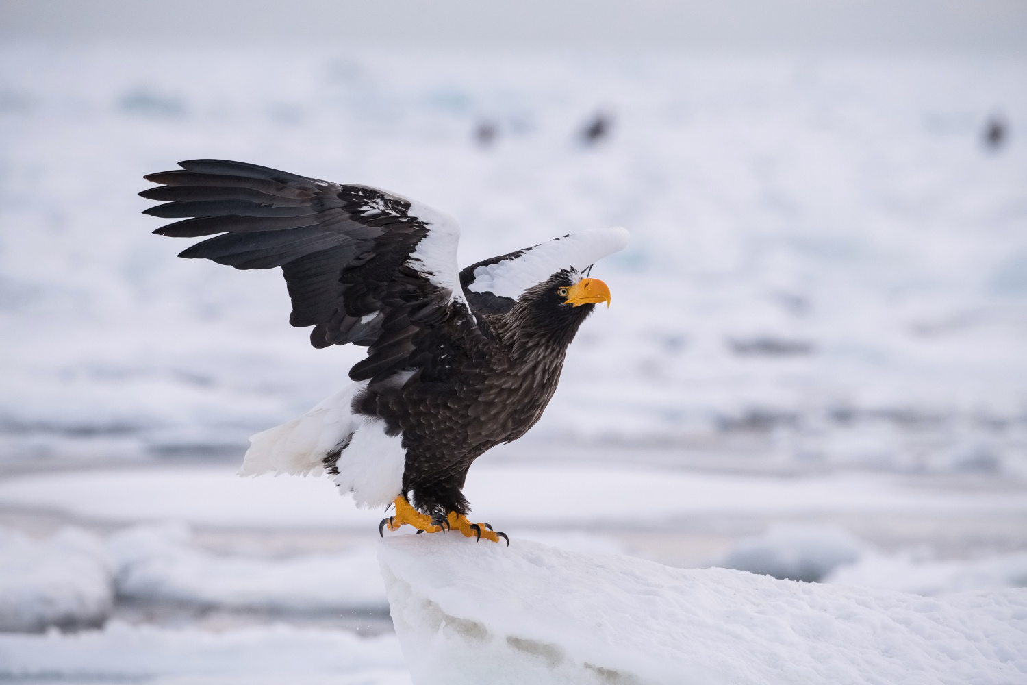 orel východní (Haliaeetus pelagicus) Steller´s sea eagle