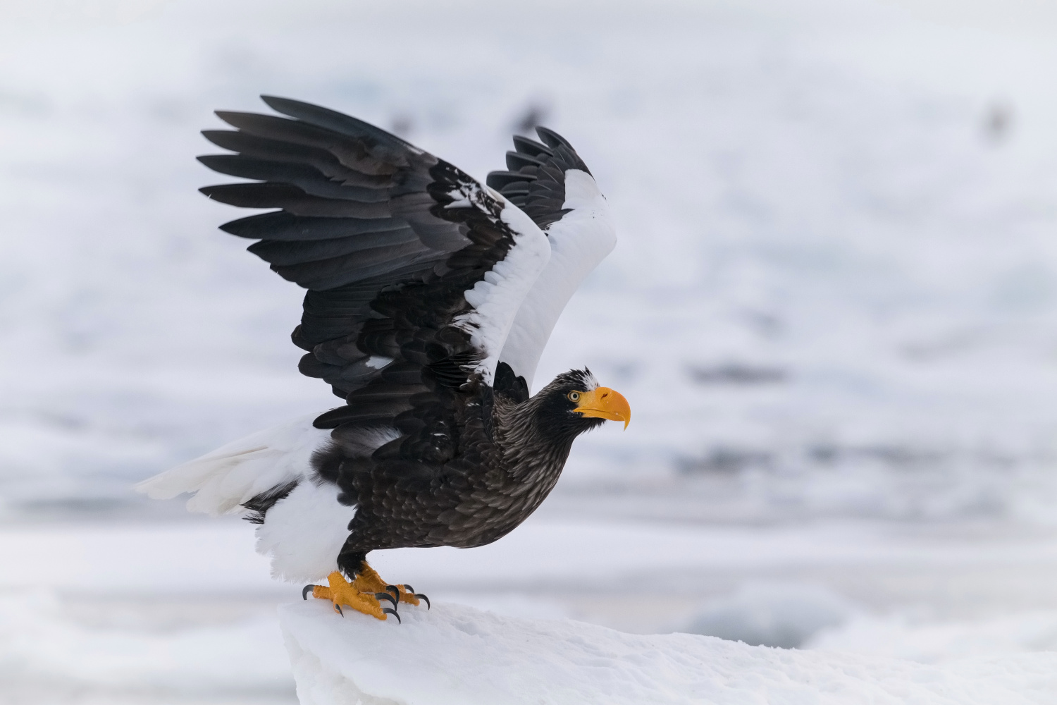 orel východní (Haliaeetus pelagicus) Steller´s sea eagle