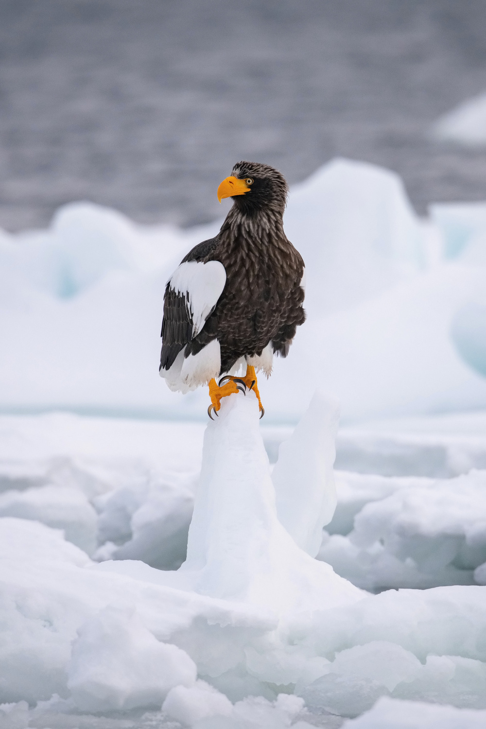 orel východní (Haliaeetus pelagicus) Steller´s sea eagle