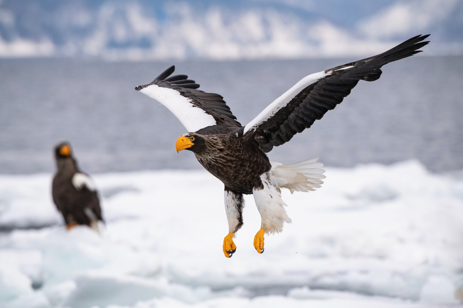 orel východní (Haliaeetus pelagicus) Steller´s sea eagle