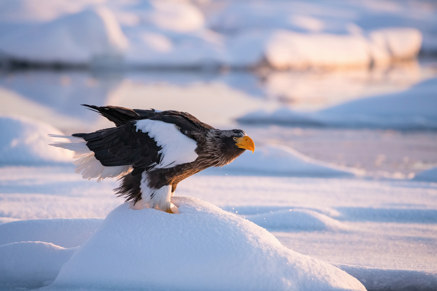 orel východní (Haliaeetus pelagicus) Steller´s sea eagle