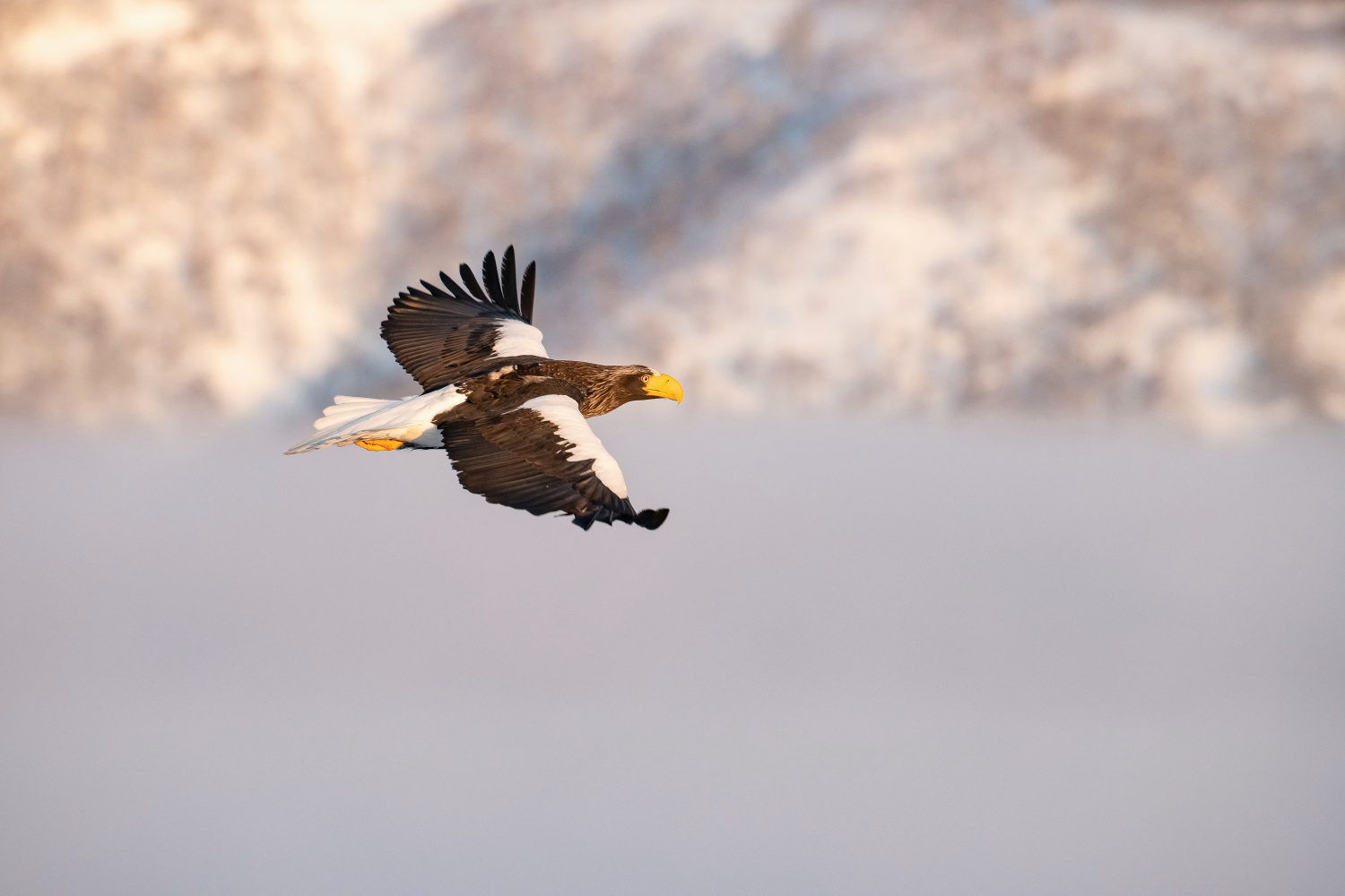 orel východní (Haliaeetus pelagicus) Steller´s sea eagle