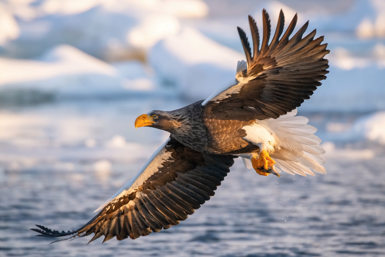 orel východní (Haliaeetus pelagicus) Steller´s sea eagle