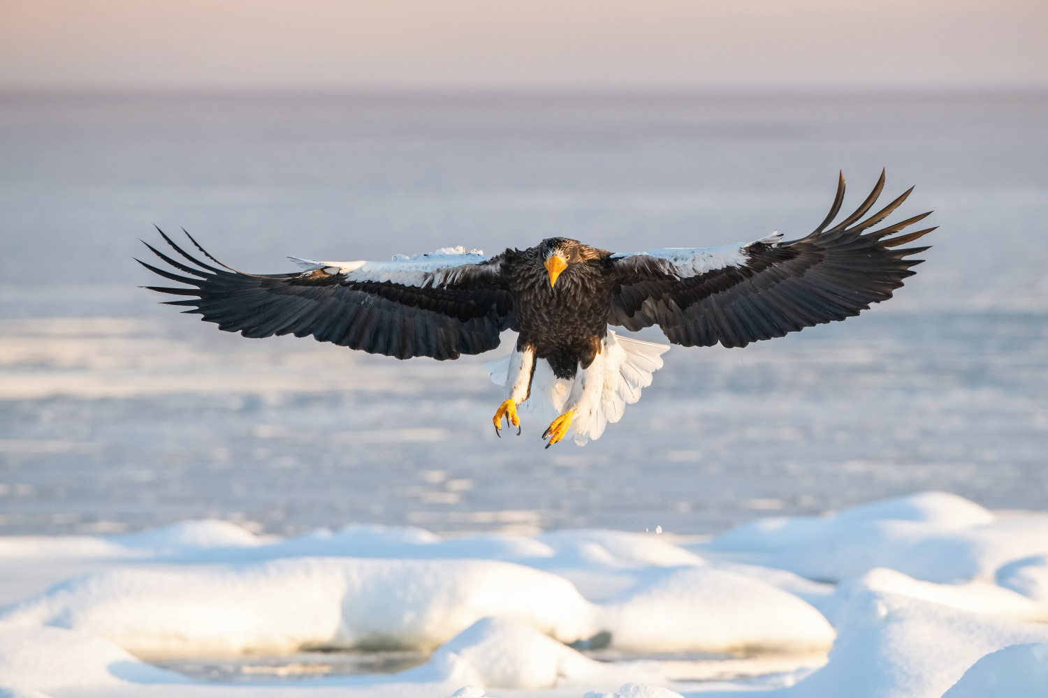 orel východní (Haliaeetus pelagicus) Steller´s sea eagle