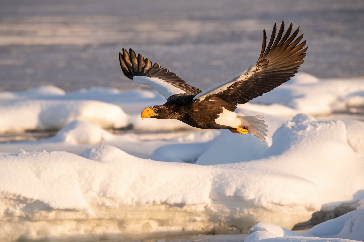 orel východní (Haliaeetus pelagicus) Steller´s sea eagle