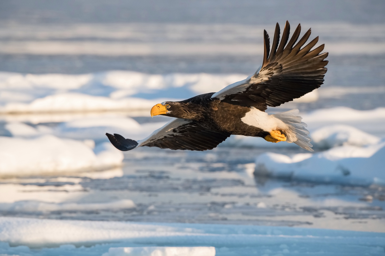 orel východní (Haliaeetus pelagicus) Steller´s sea eagle