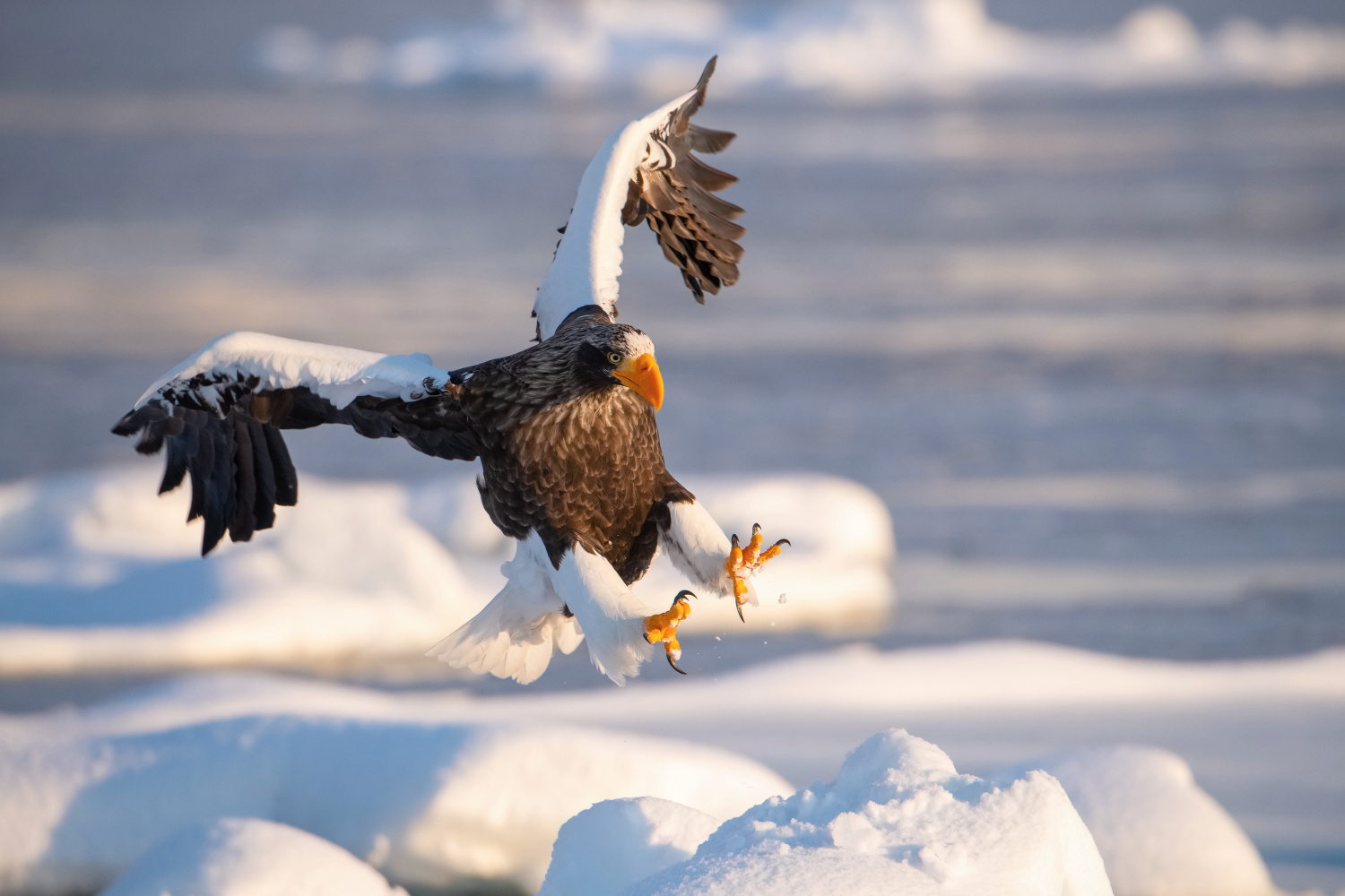 orel východní (Haliaeetus pelagicus) Steller´s sea eagle