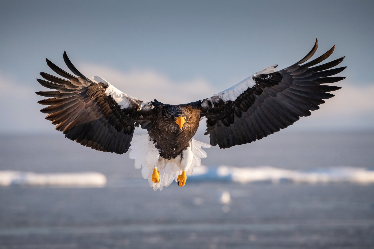 orel východní (Haliaeetus pelagicus) Steller´s sea eagle