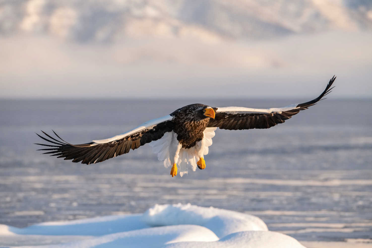 orel východní (Haliaeetus pelagicus) Steller´s sea eagle