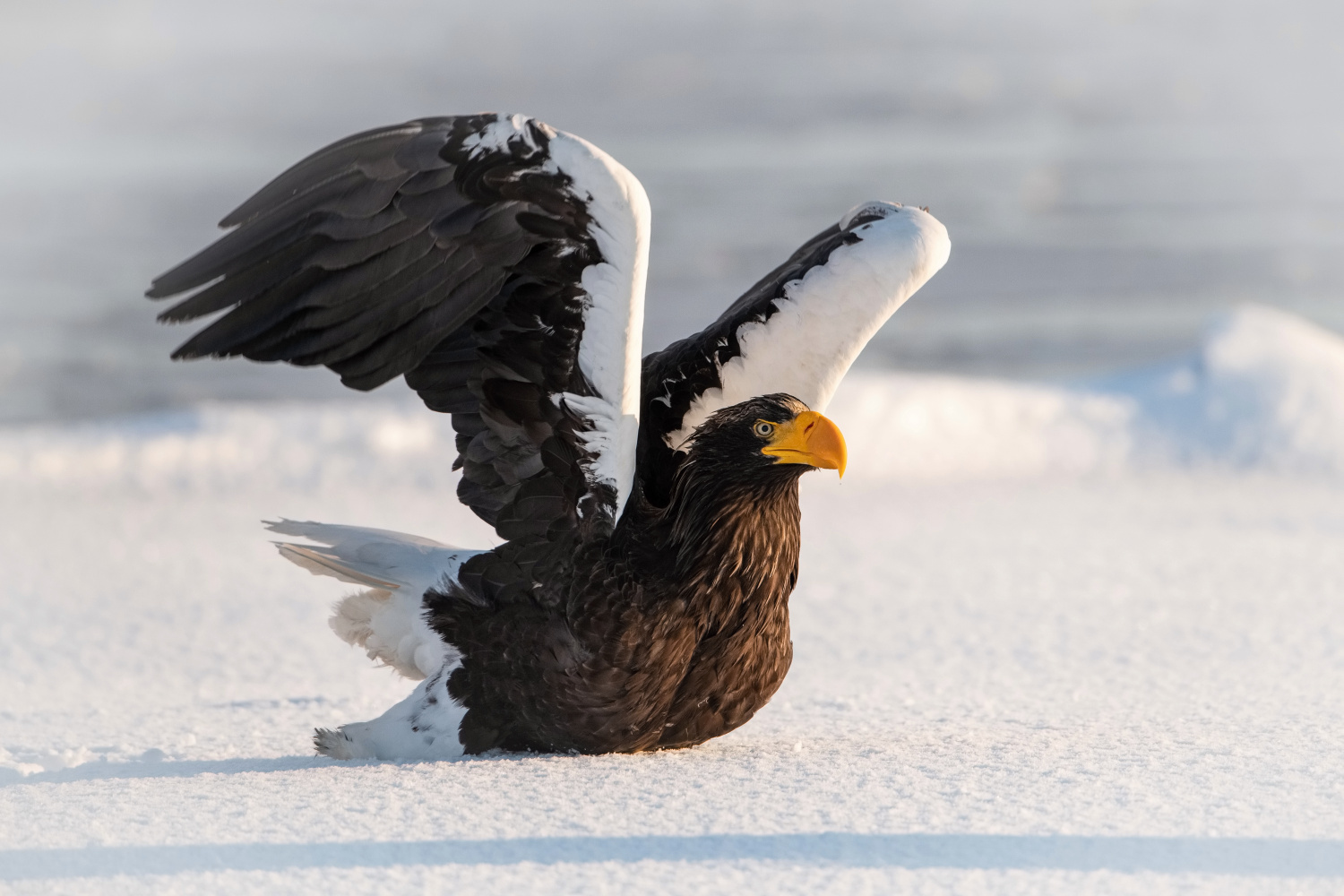 orel východní (Haliaeetus pelagicus) Steller´s sea eagle