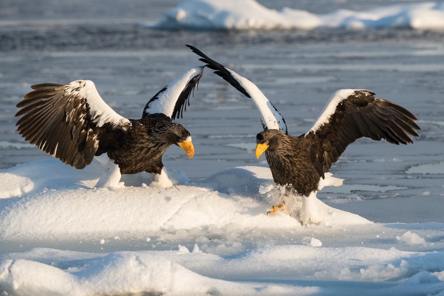 orel východní (Haliaeetus pelagicus) Steller´s sea eagle