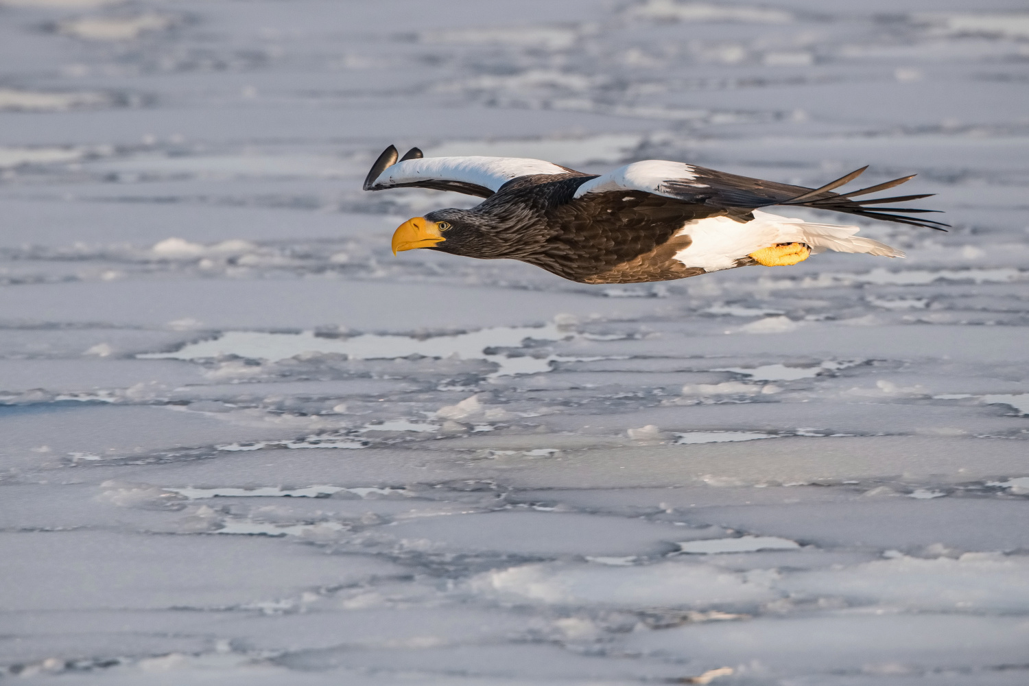 orel východní (Haliaeetus pelagicus) Steller´s sea eagle