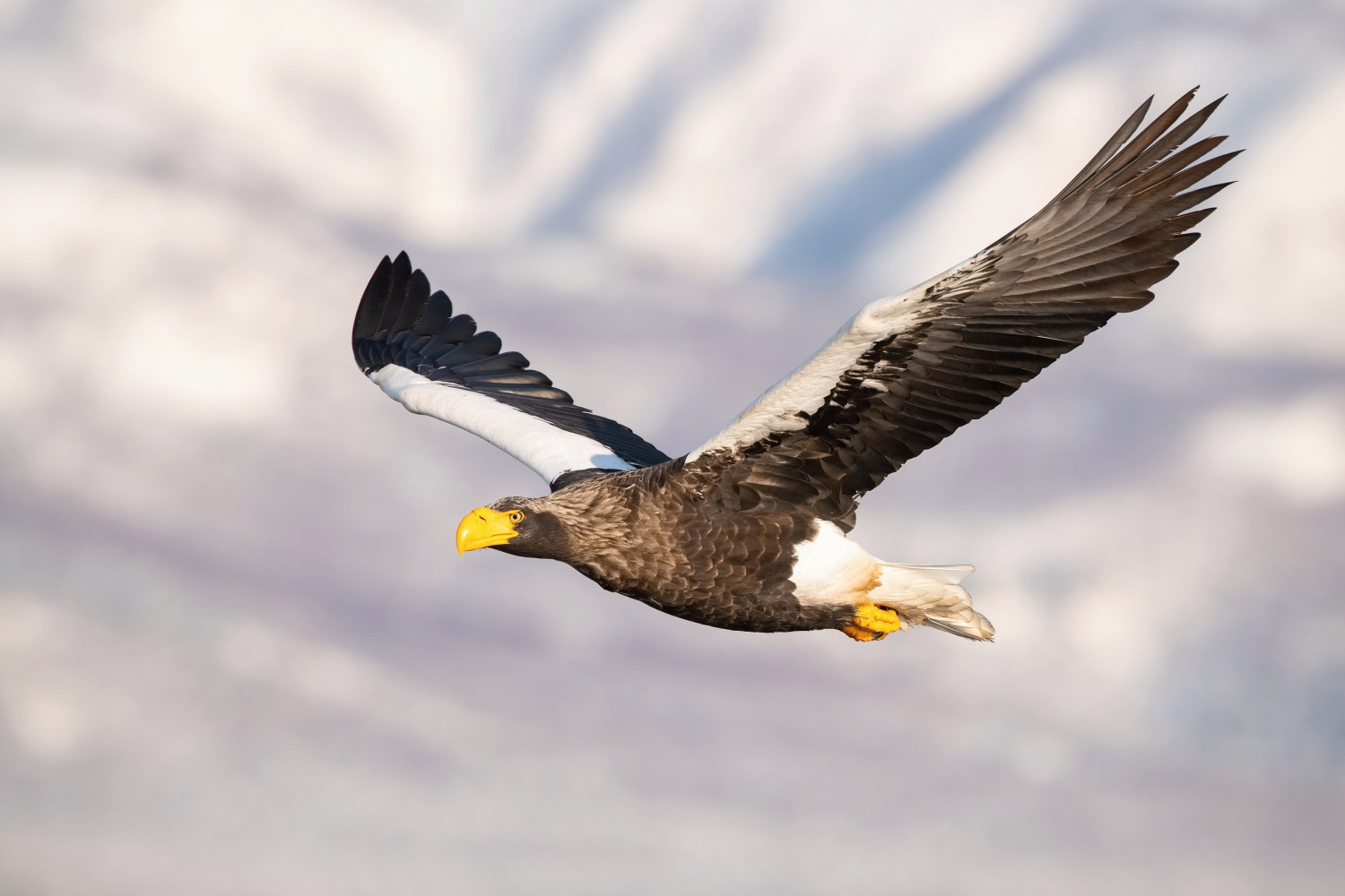 orel východní (Haliaeetus pelagicus) Steller´s sea eagle