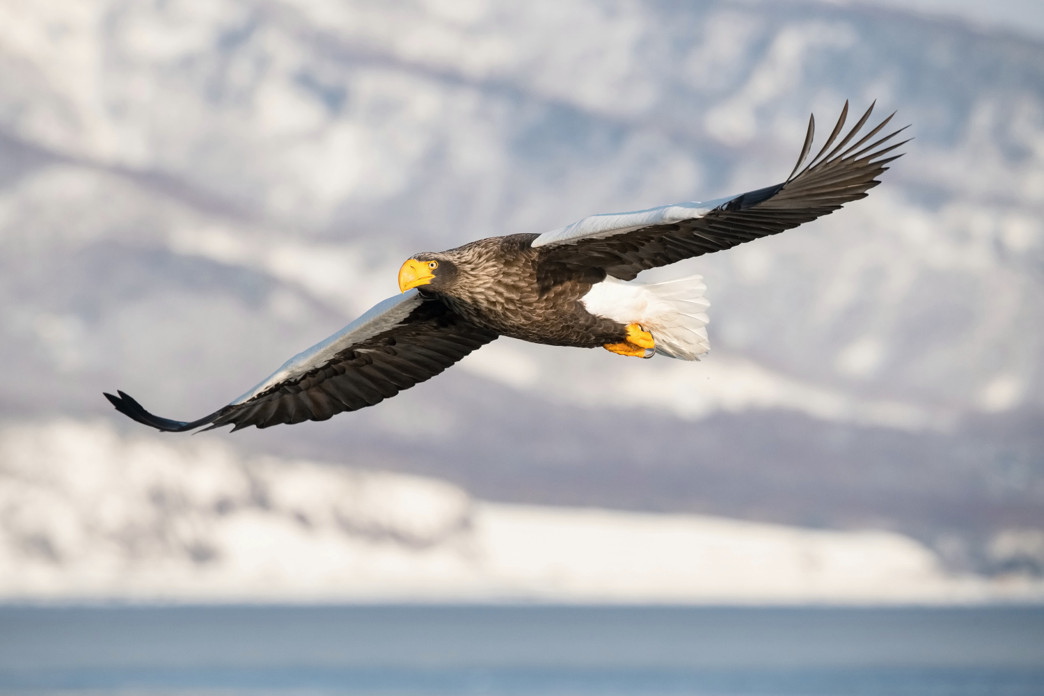 orel východní (Haliaeetus pelagicus) Steller´s sea eagle