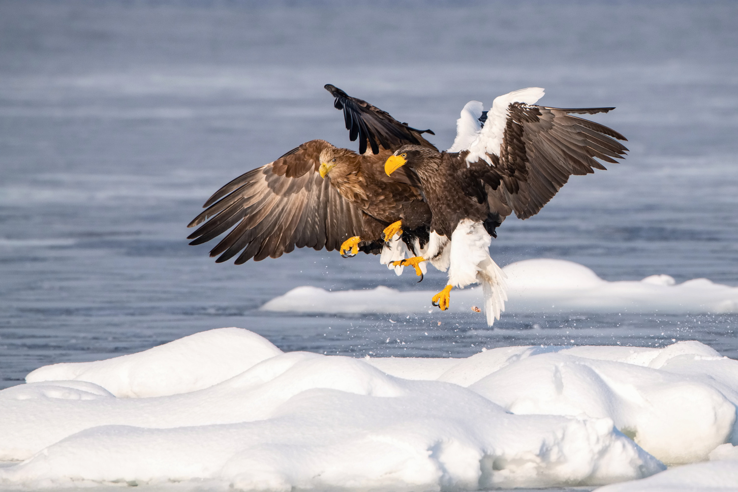 orel východní (Haliaeetus pelagicus) Steller´s sea eagle