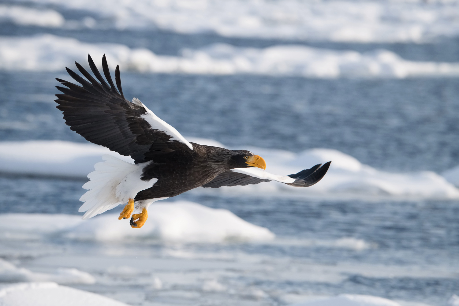 orel východní (Haliaeetus pelagicus) Steller´s sea eagle