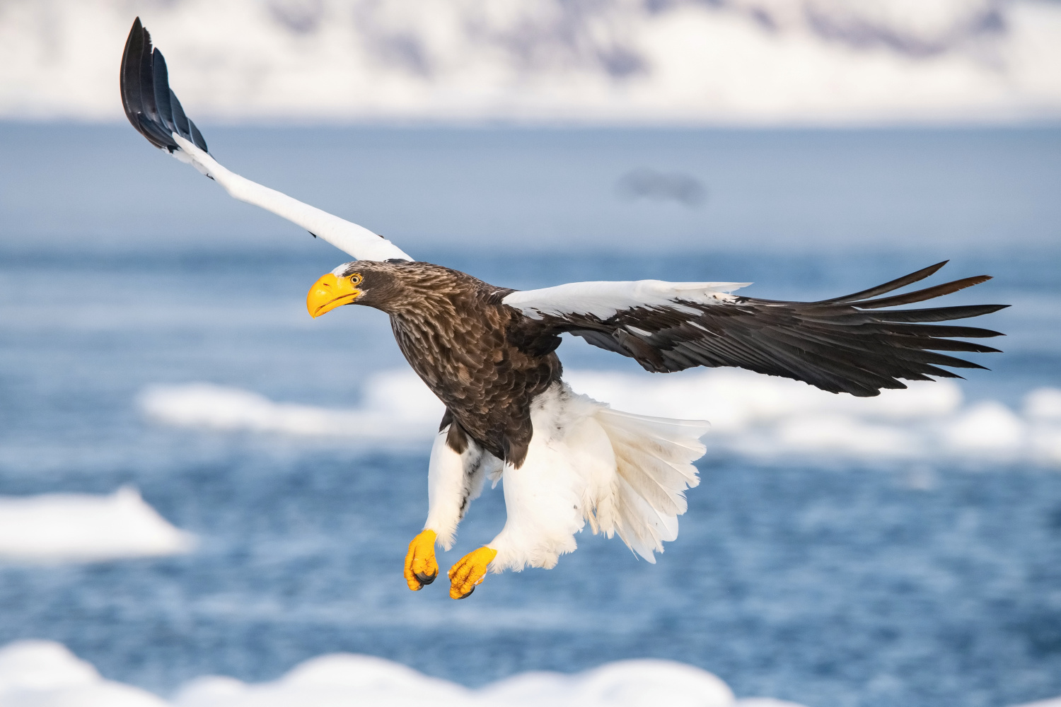 orel východní (Haliaeetus pelagicus) Steller´s sea eagle