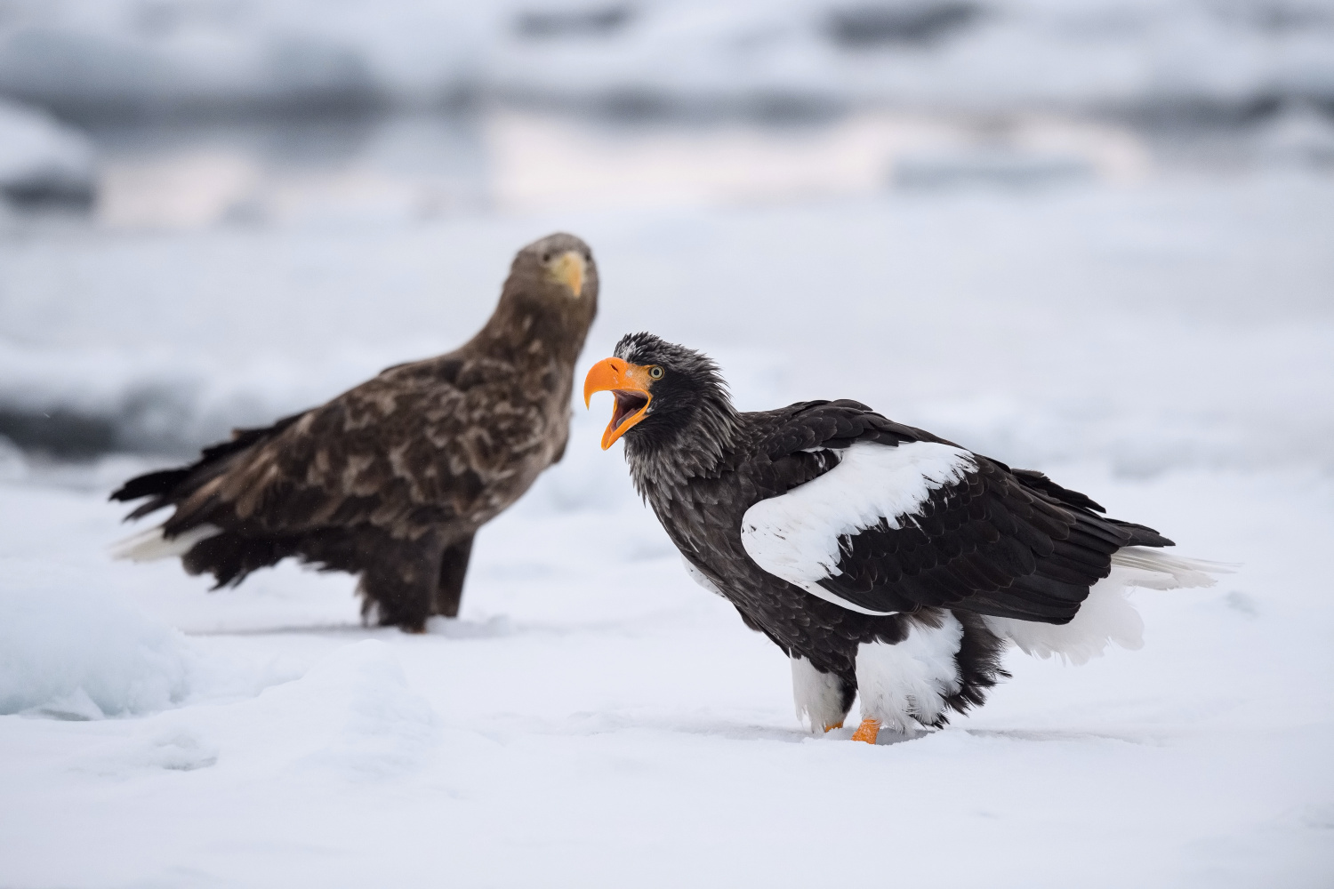 orel východní (Haliaeetus pelagicus) Steller´s sea eagle