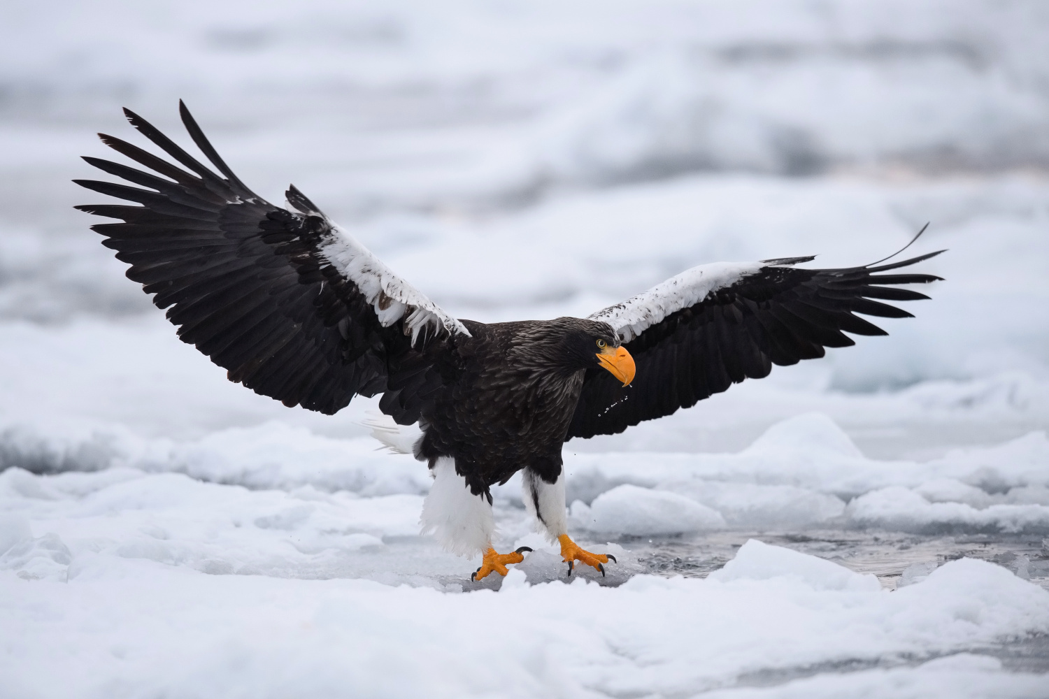 orel východní (Haliaeetus pelagicus) Steller´s sea eagle